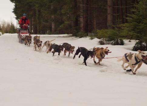 Mushing - jízda se psím spřežením