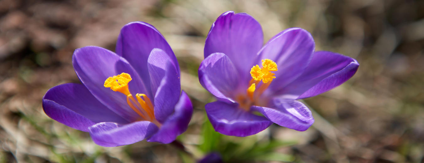 Flora Krkonoš - krokus