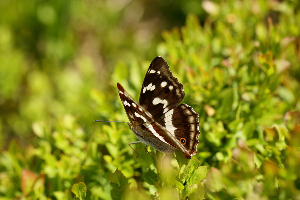 Krkonošská fauna